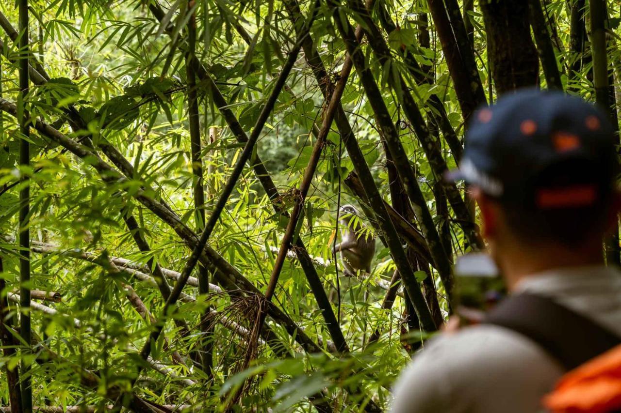 Monkey Mansion - Jungalows & Tours Khao Sok National Park المظهر الخارجي الصورة